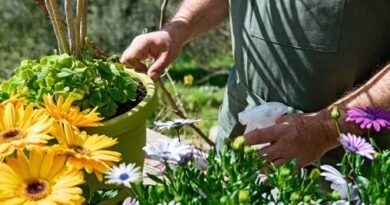 flores gerberas - cultivo hidropónico - soluciones nutritivas hidroponía