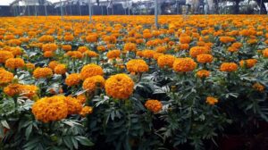 flores gerberas - cultivo hidropónico - soluciones nutritivas hidroponía
