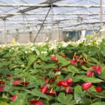 anthurium - flores gerberas - cultivo hidropónico - soluciones nutritivas hidroponía