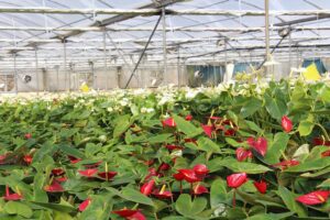 anthurium - flores gerberas - cultivo hidropónico - soluciones nutritivas hidroponía