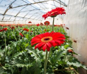 flores gerberas - cultivo hidropónico - soluciones nutritivas hidroponía