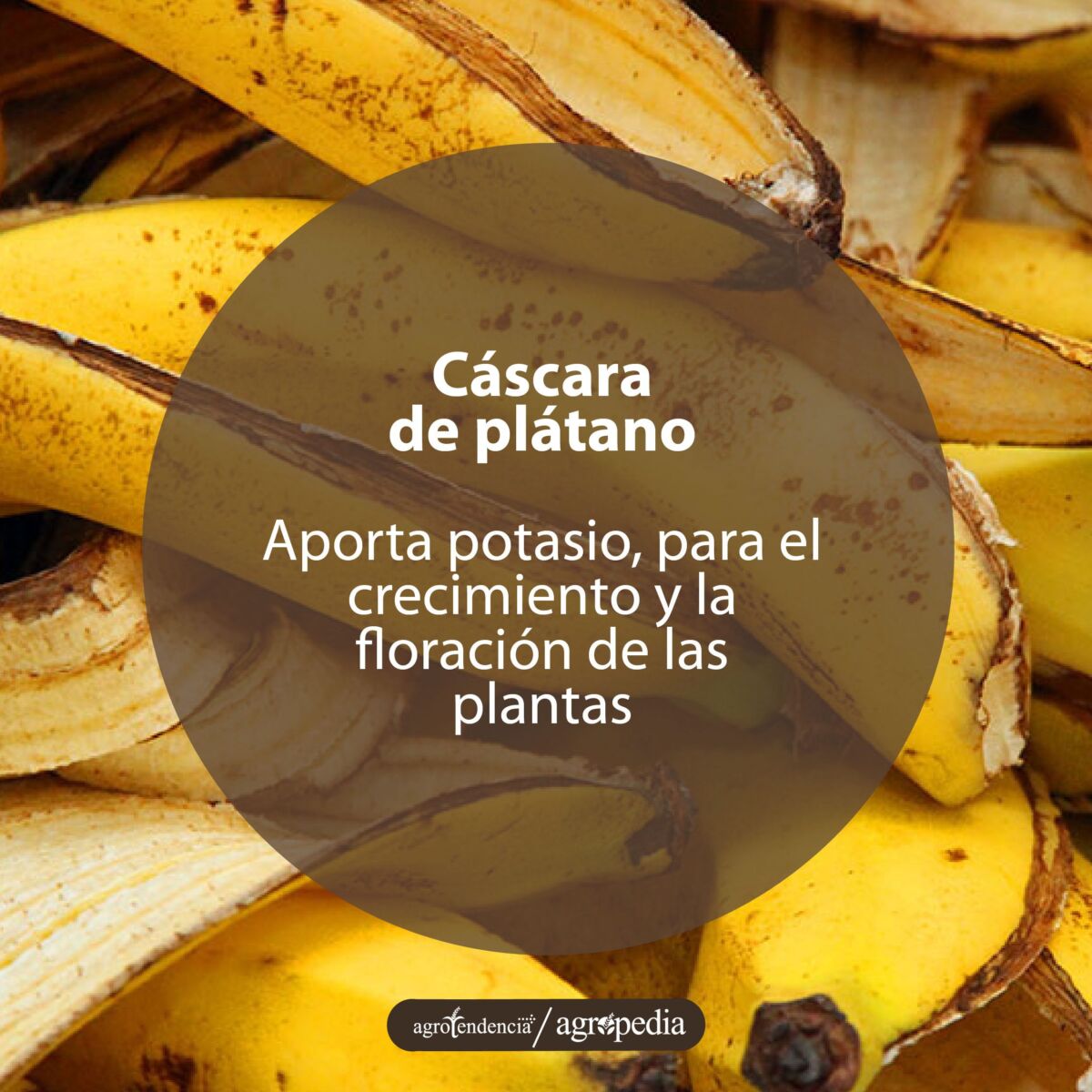 cáscaras de plátano para hacer abono en casa