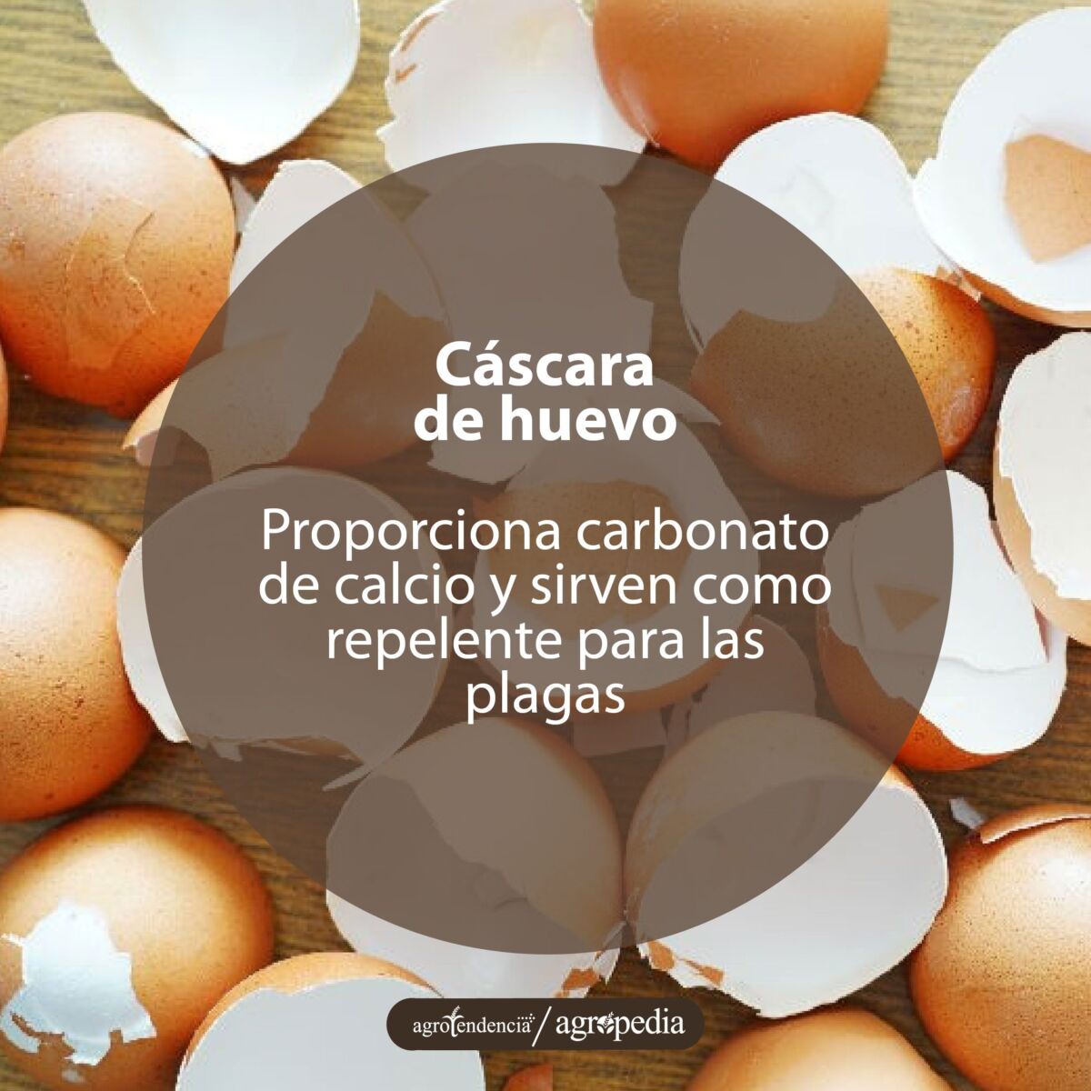 Cáscaras de huevos usadas para hacer abono en casa