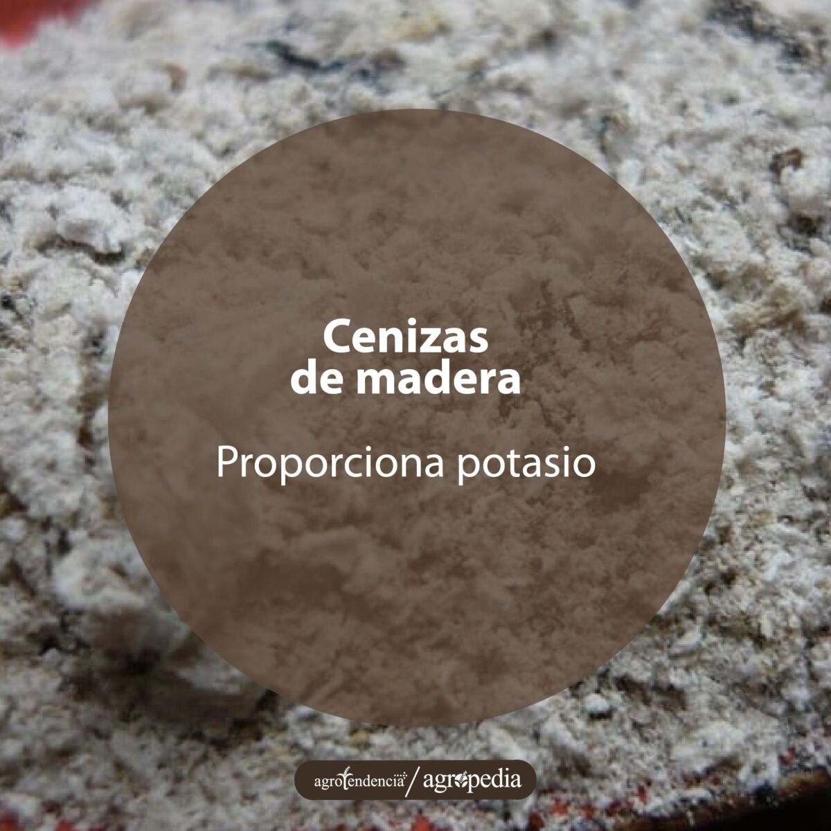Cenizas de madera usadas en la preparación de abono en casa