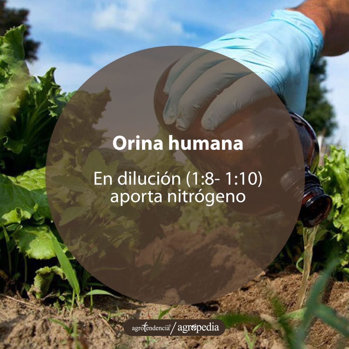 manos protegidas con guantes aplicando una solución con orina como abono en cultivo
