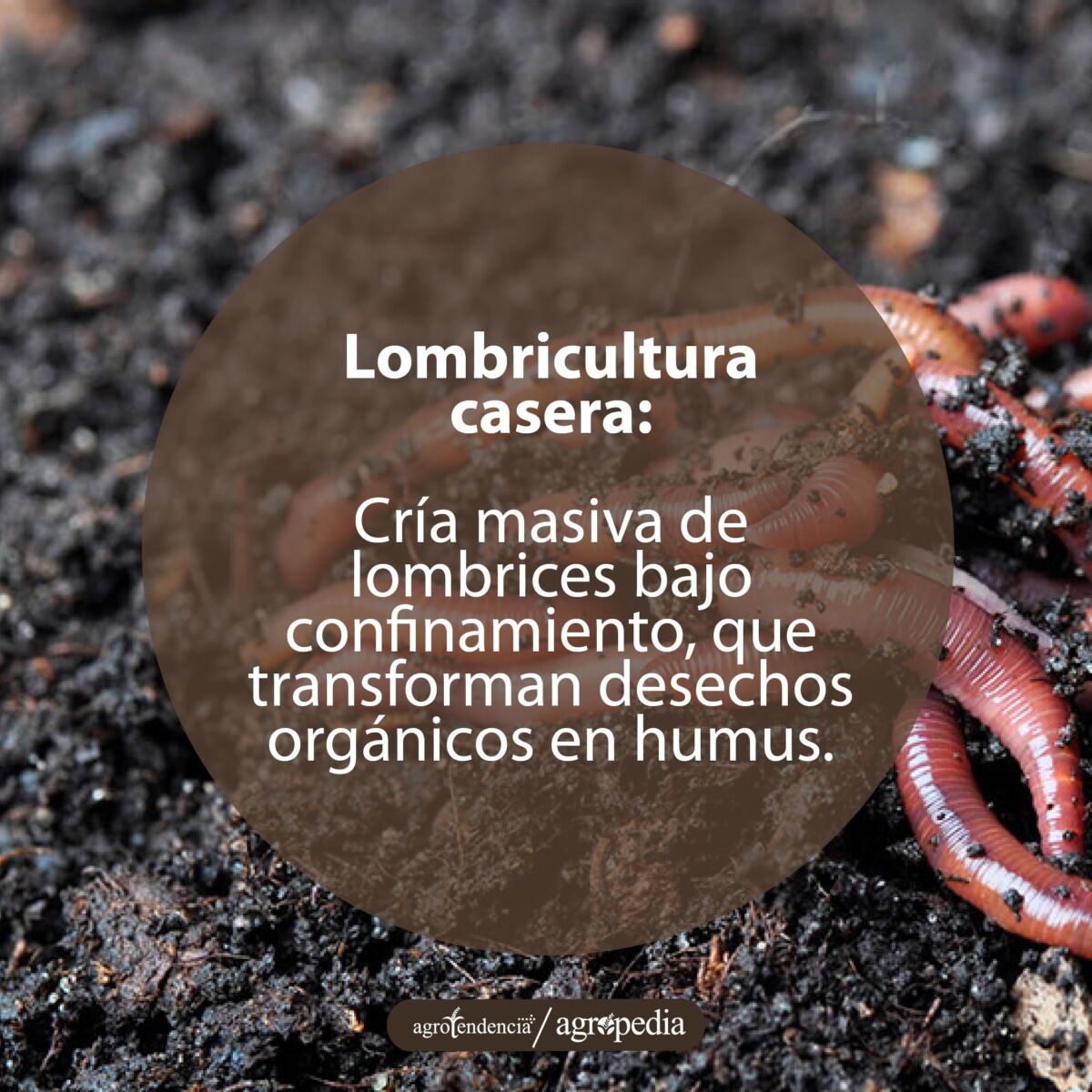 lombrices rojas californianas
