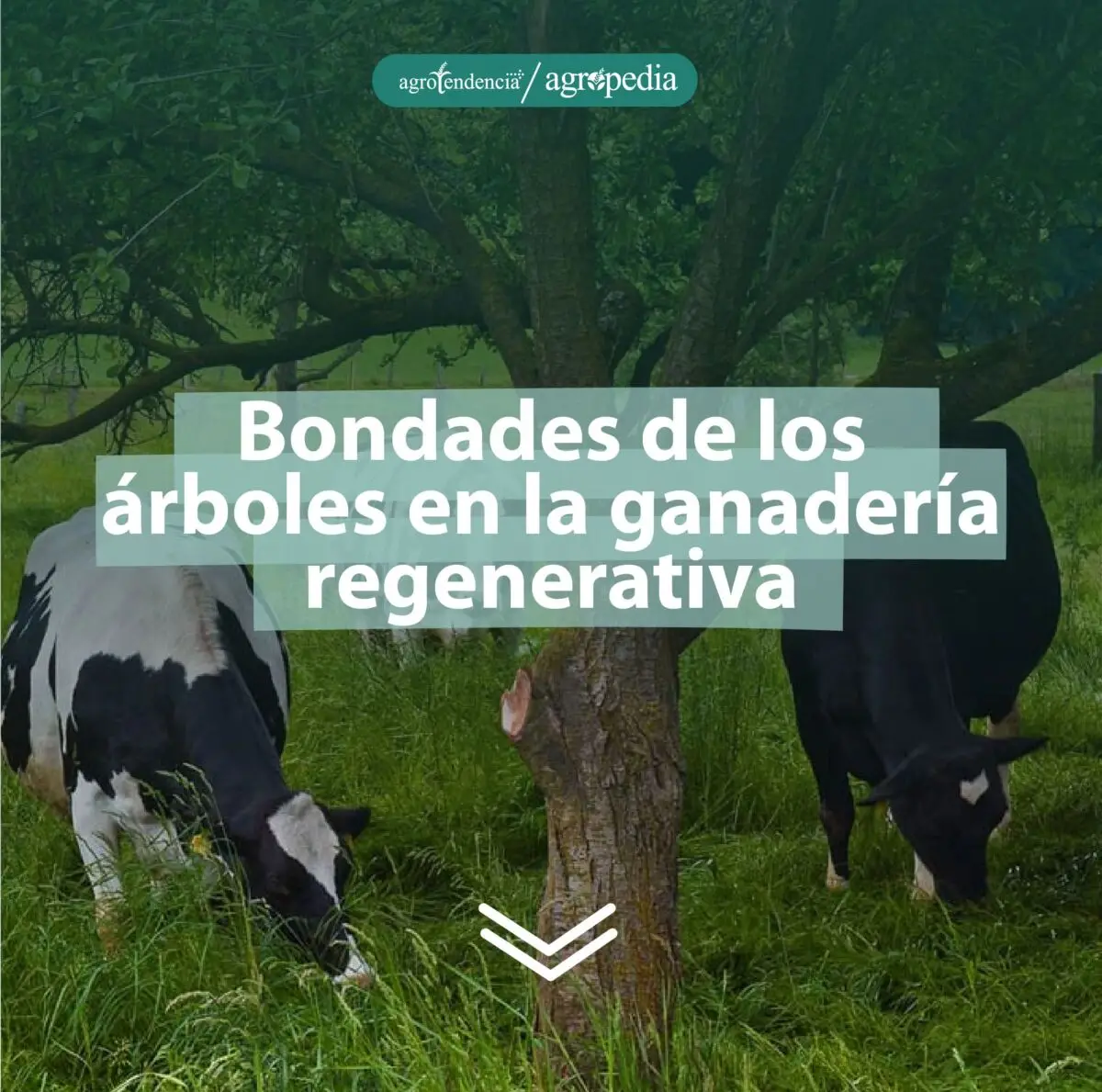 vacas pastoreando debajo de árboles