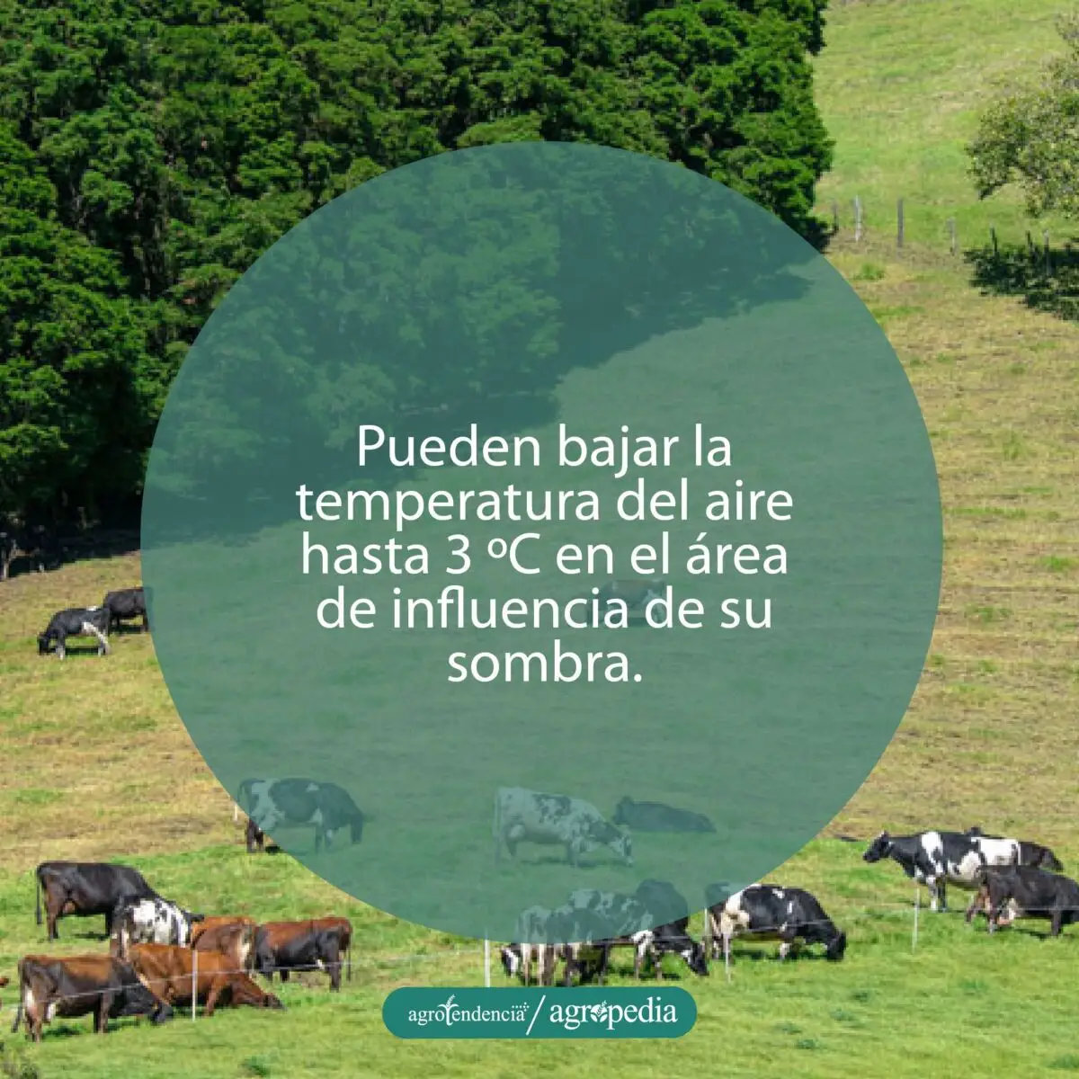 vacas pastoreando en lomas con árboles