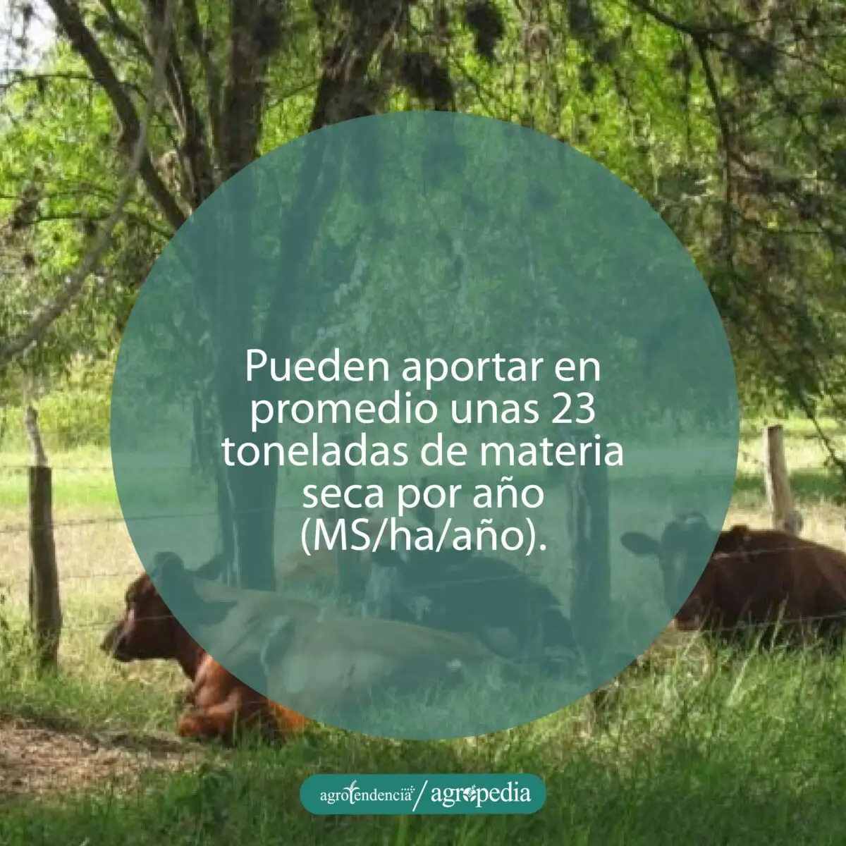 vacas echadas debajo de árboles