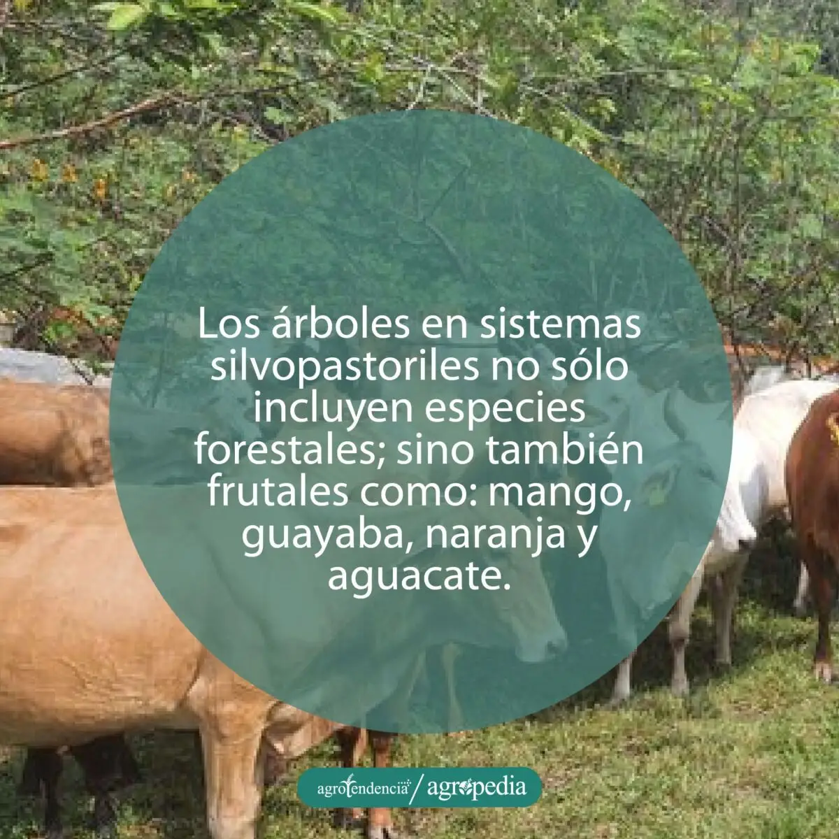grupo de vacas debajo de árboles