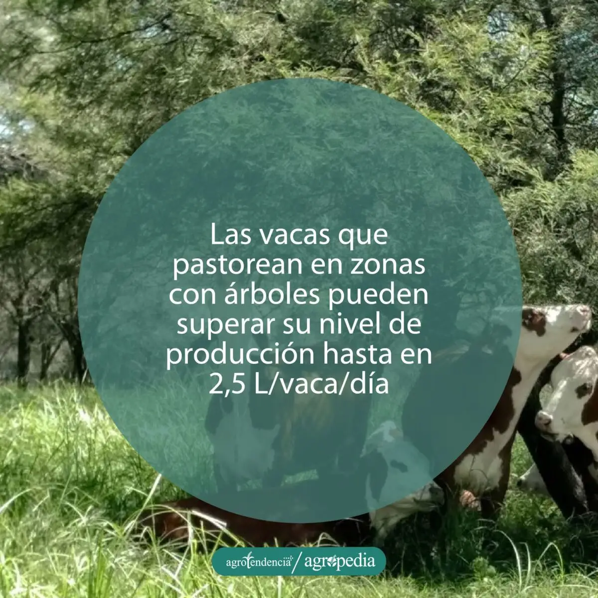Cuatro vacas de color marrón y blanco en potrero con árboles