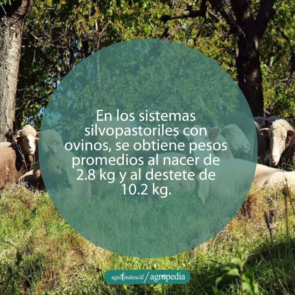 Ovejos descansando debajo de árboles presentes en el potrero