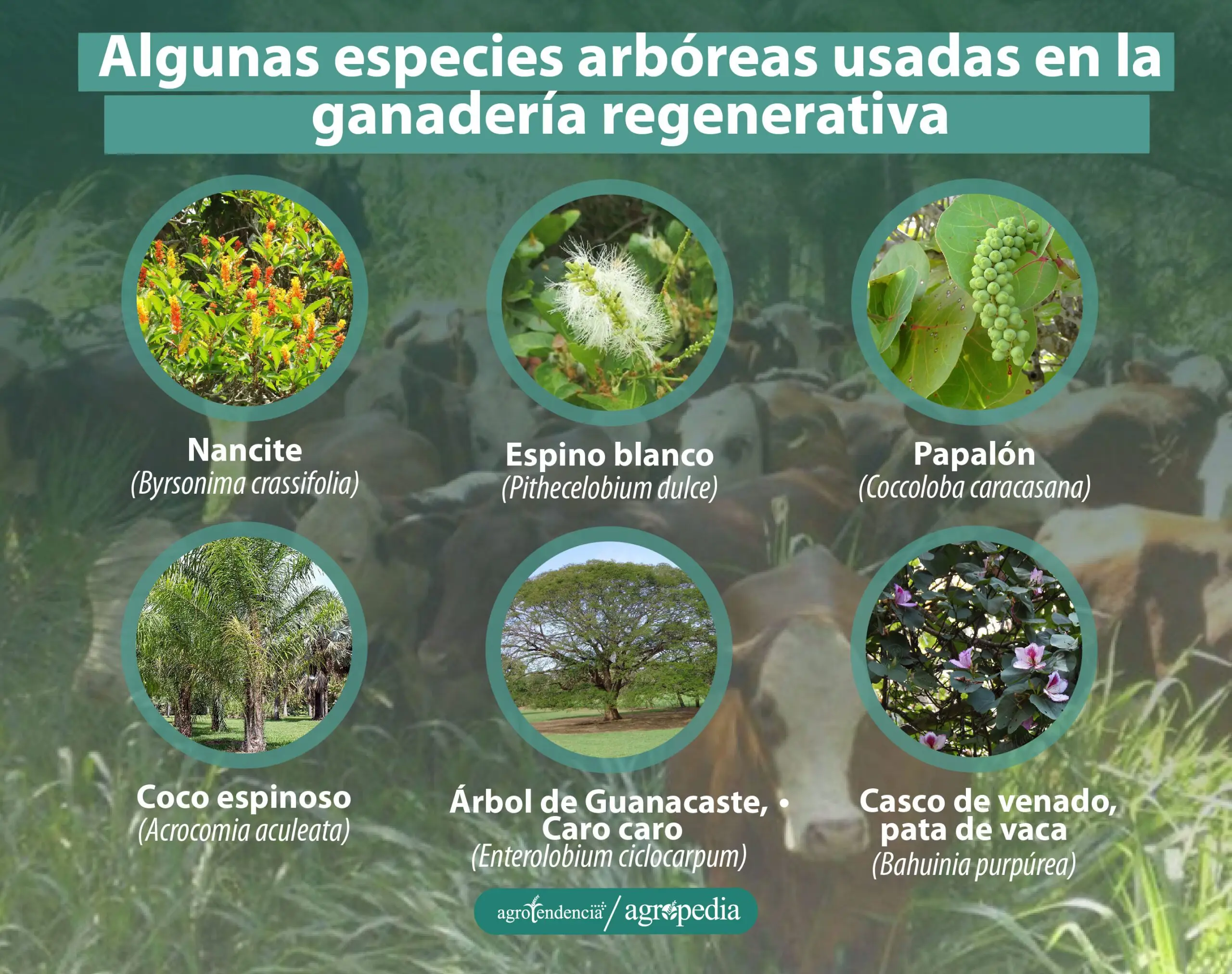 6 fotos de árboles usados en la ganadería regenerativa