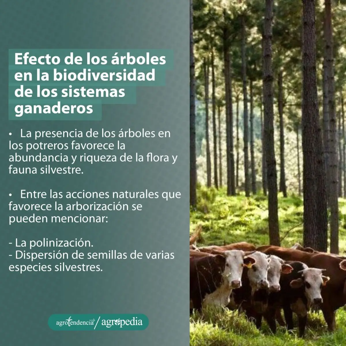 Cinco vacas pastoreando debajo de árboles