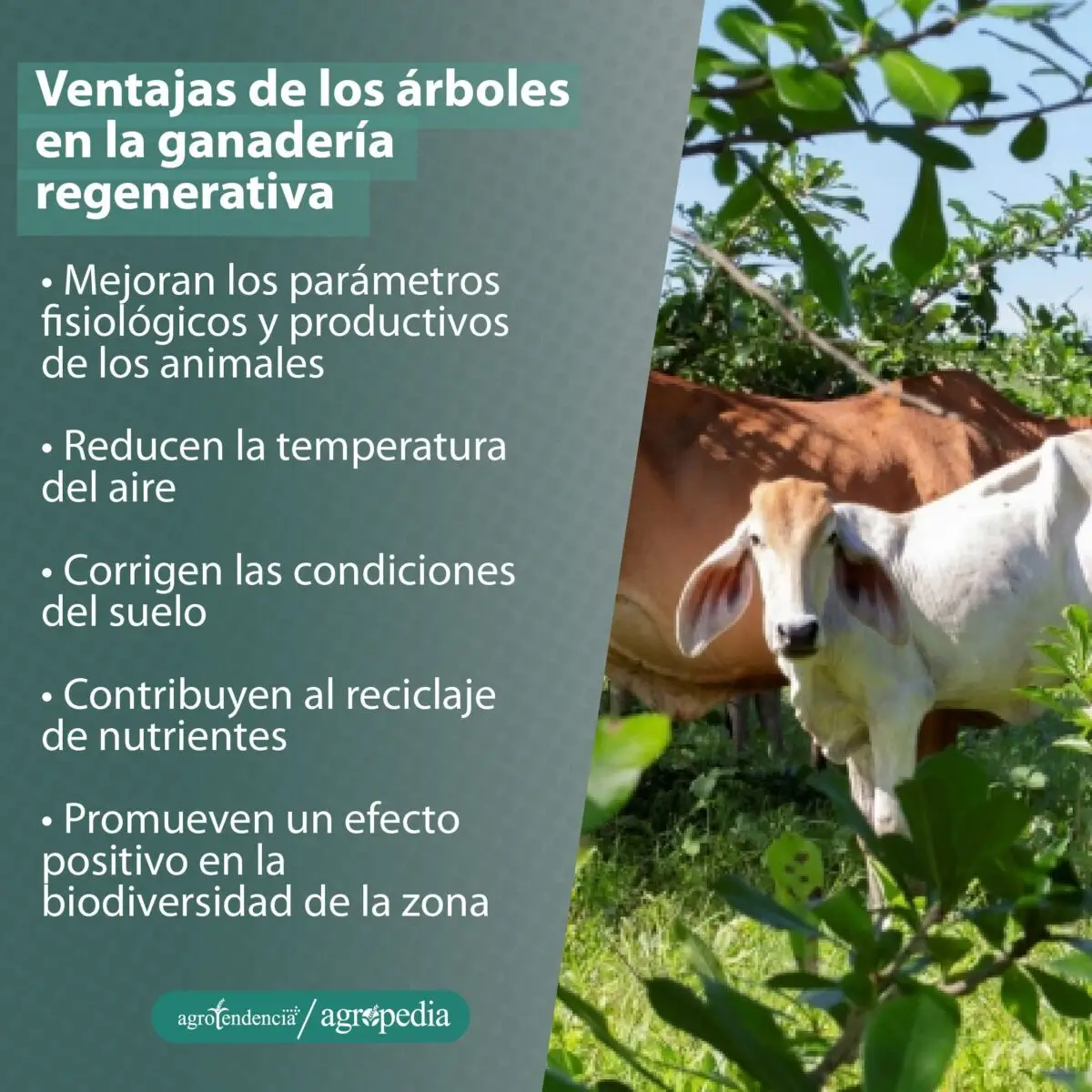 Vaca con su becerro pastoreando en una zona con árboles