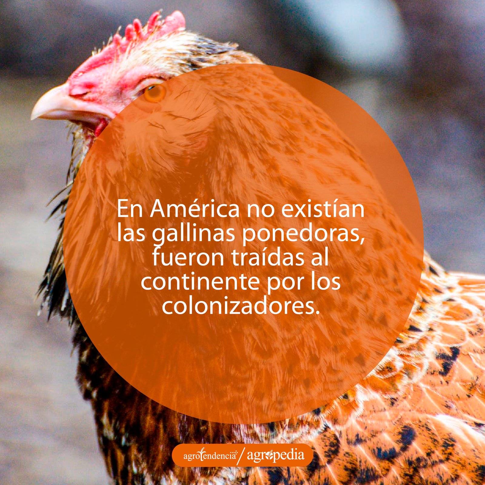 Una gallina criolla