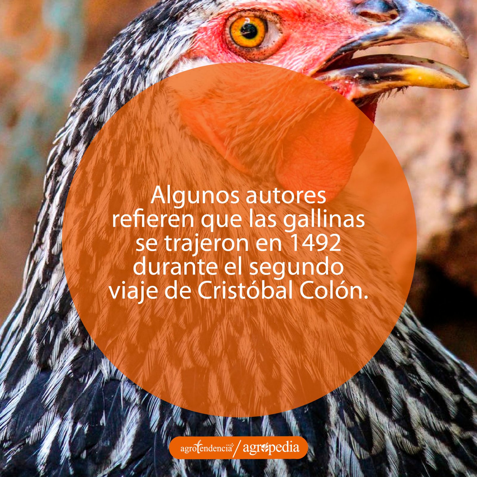 Una gallina criolla con plumas blancas y negras