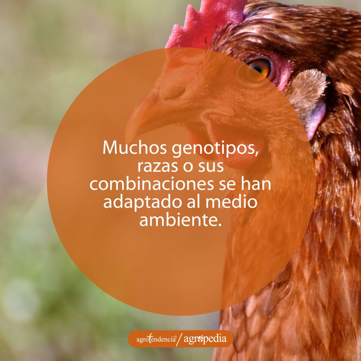 Una gallina roja