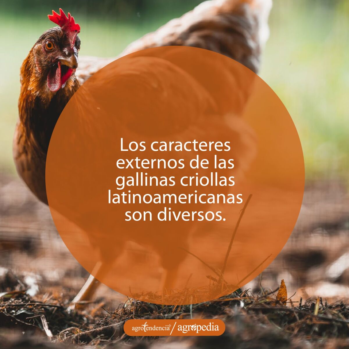 Una gallina de color rojo