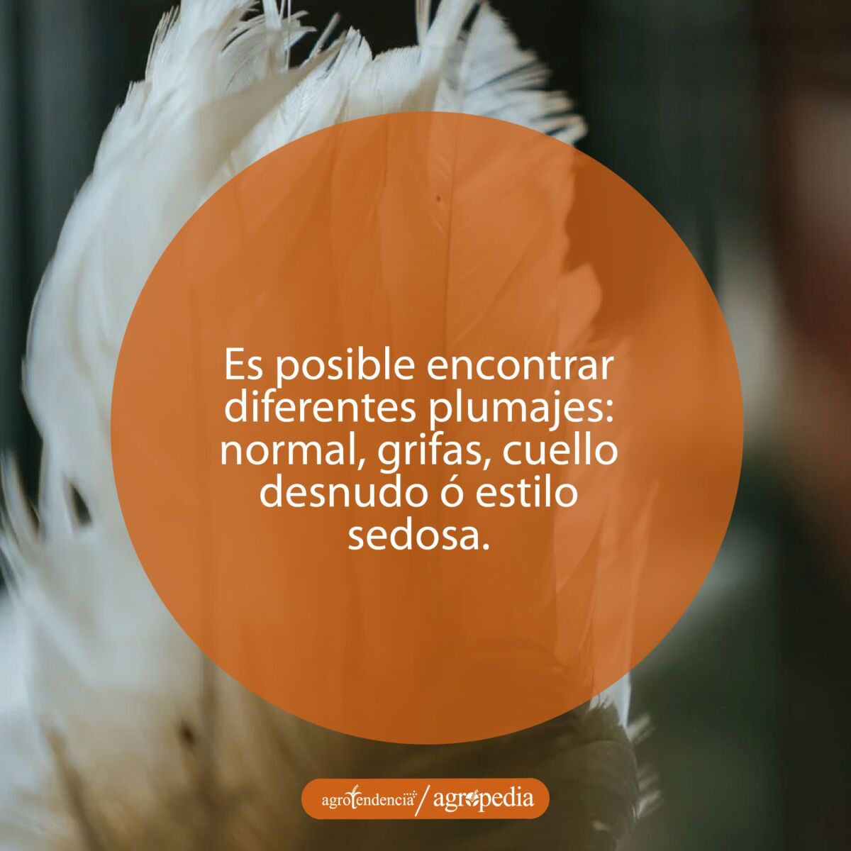 Plumas blancas