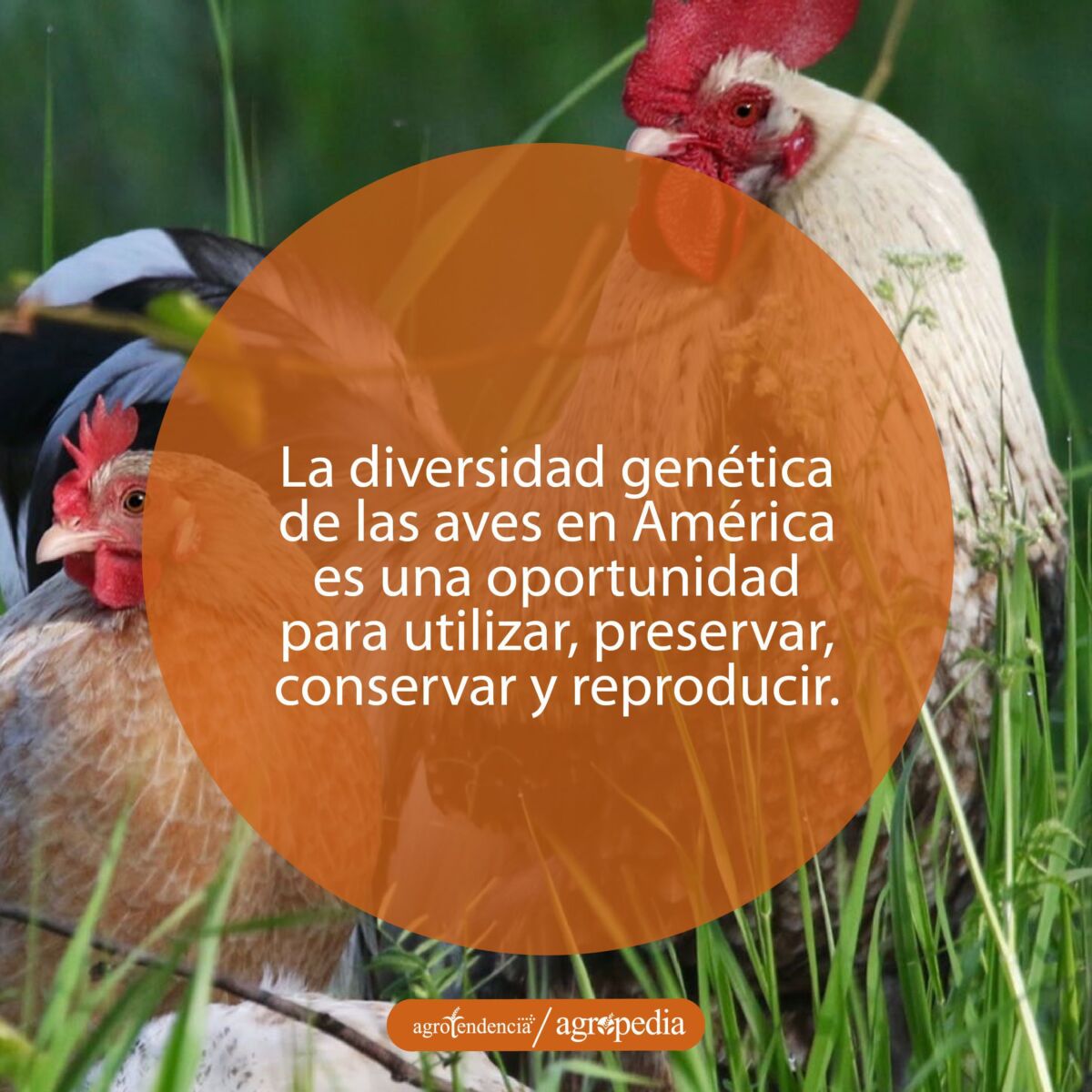 Un gallo y una gallina