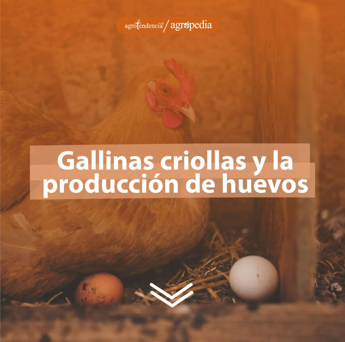 Una gallinas echada sobre sus huevos