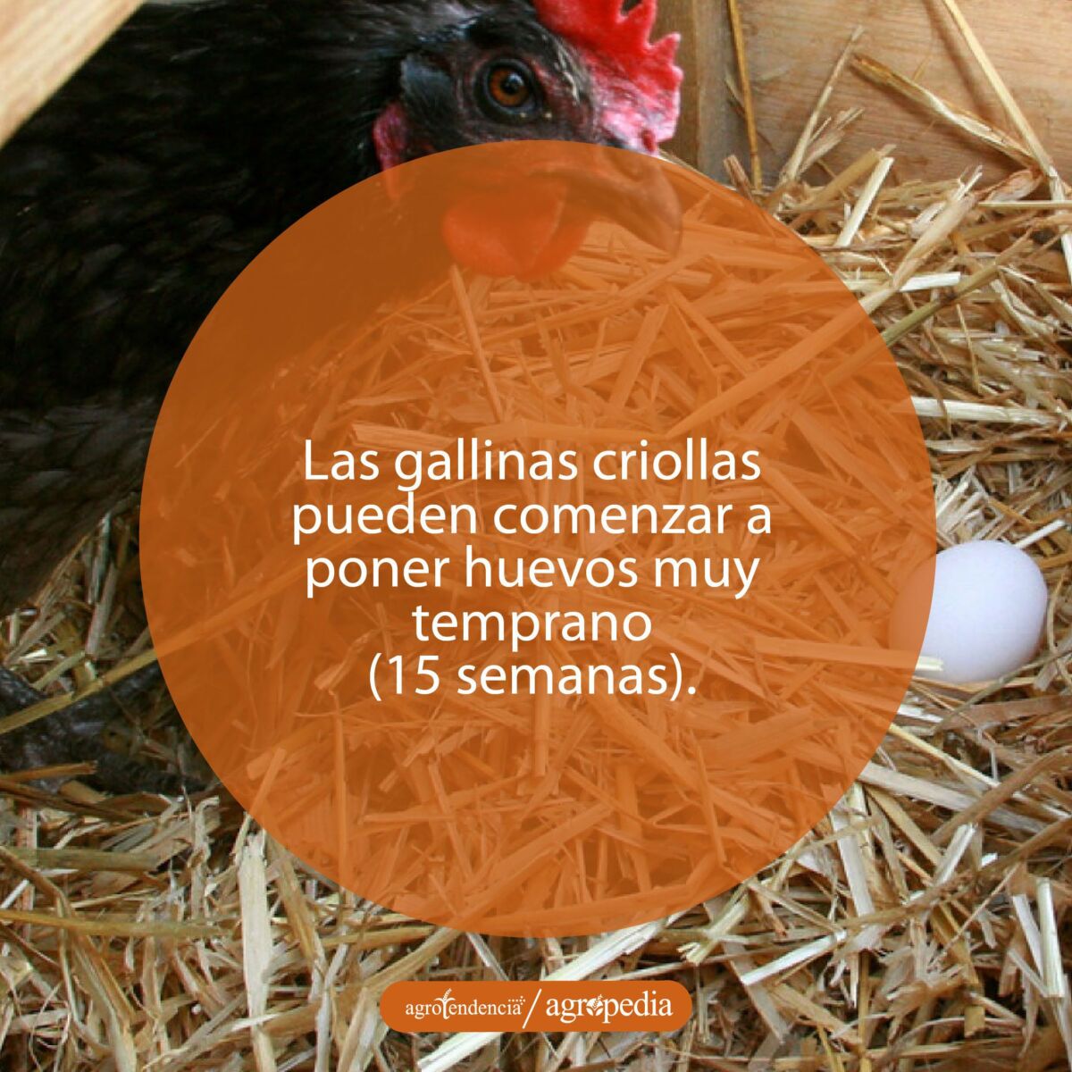 Una gallina negra observando a su huevo