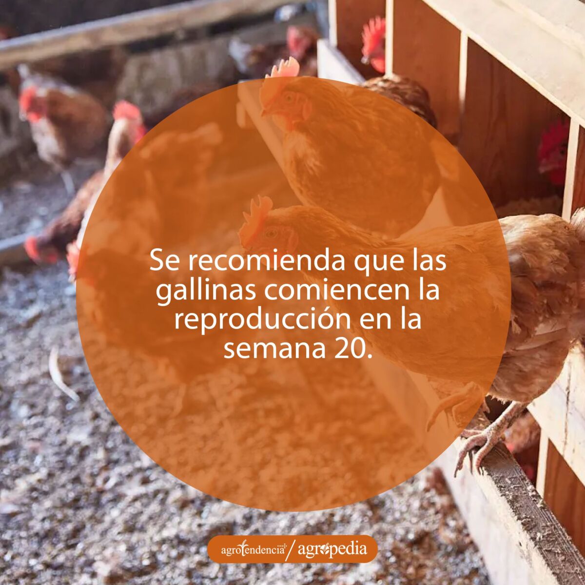 Gallinas rojas en sus nidos