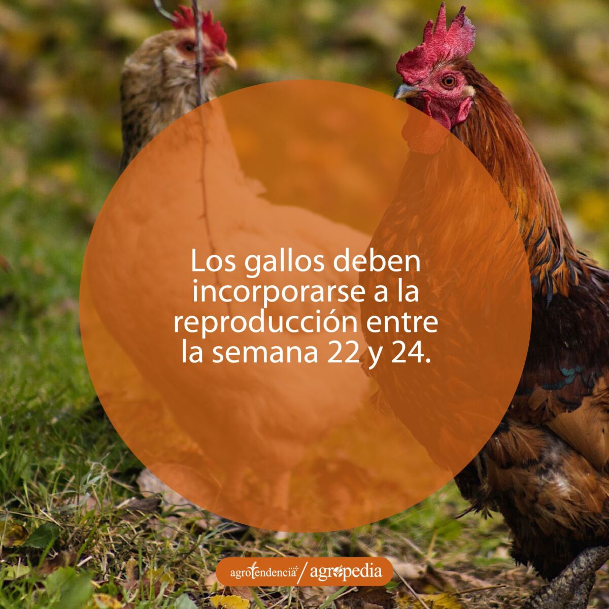 Dos gallinas una color rojo y otra color crema