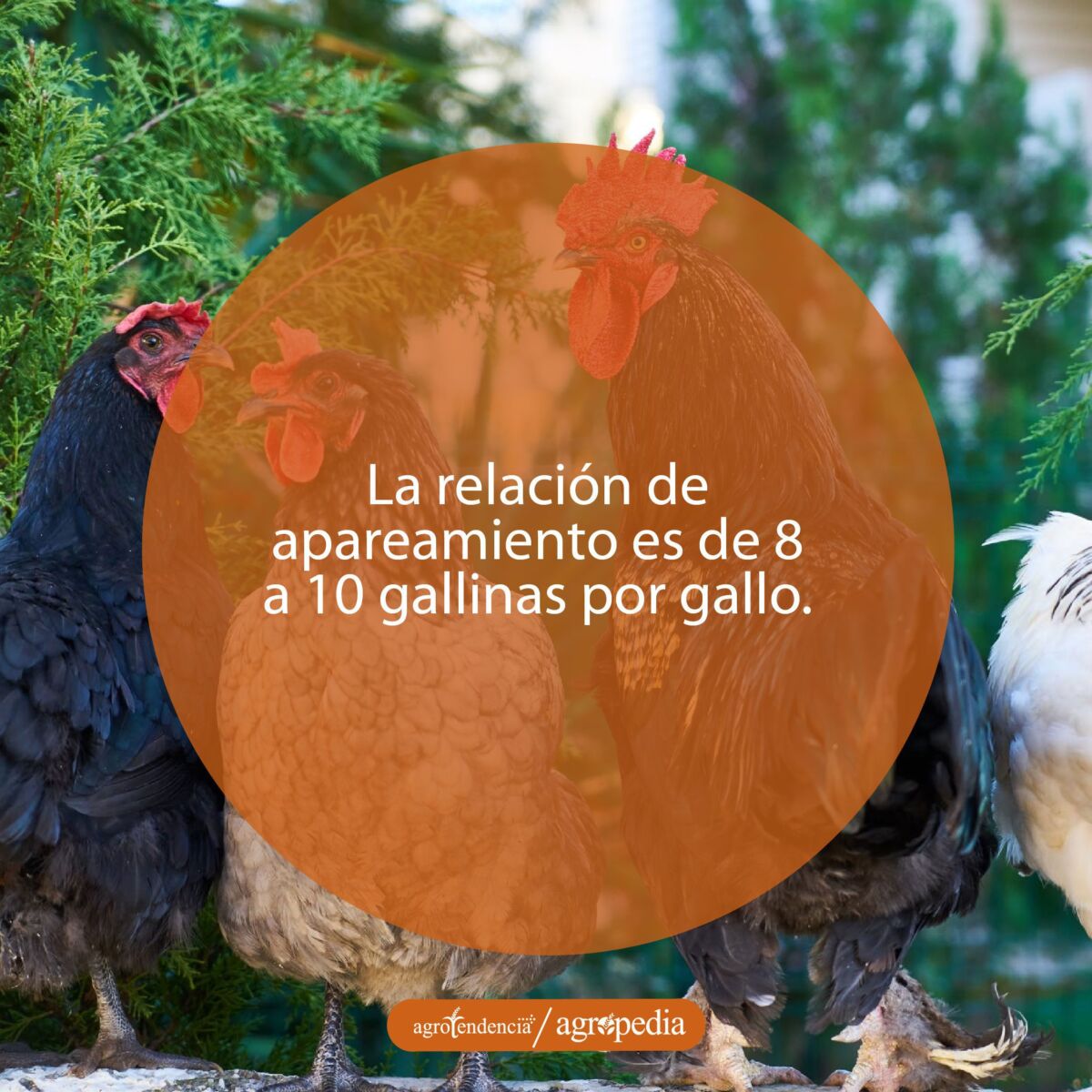 Dos gallinas y un gallo