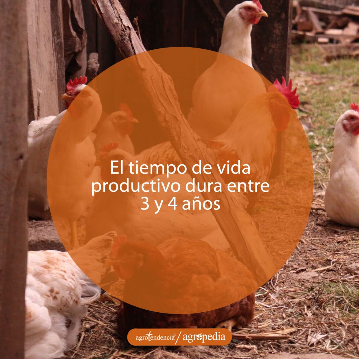 Grupo de gallinas blancas