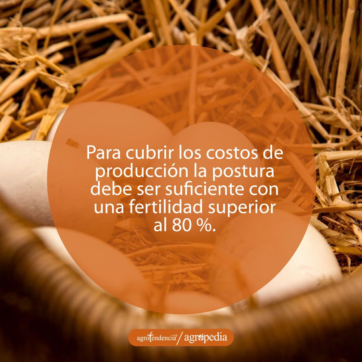 huevos blancos de gallinas