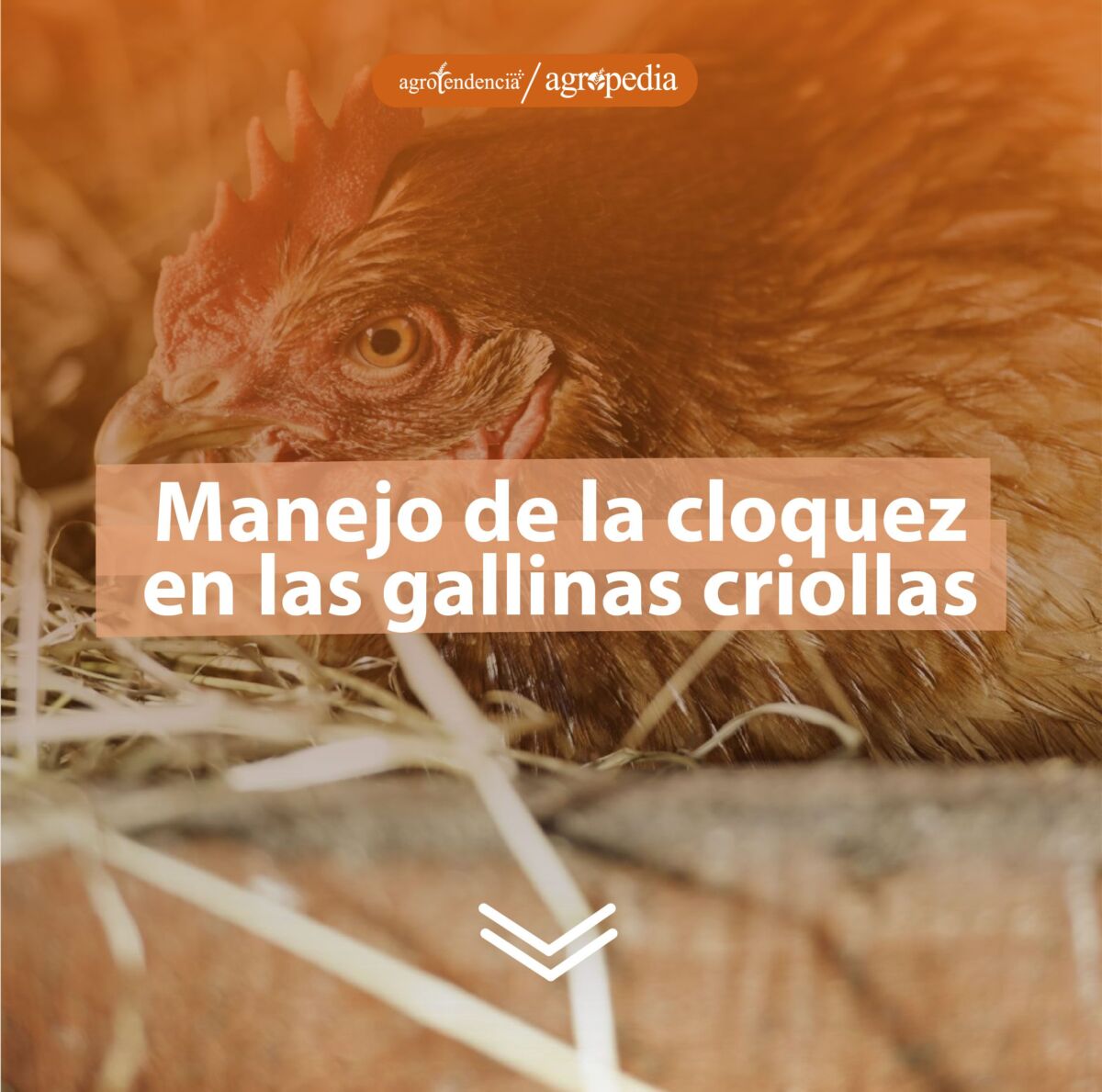 una gallina echada en su nido