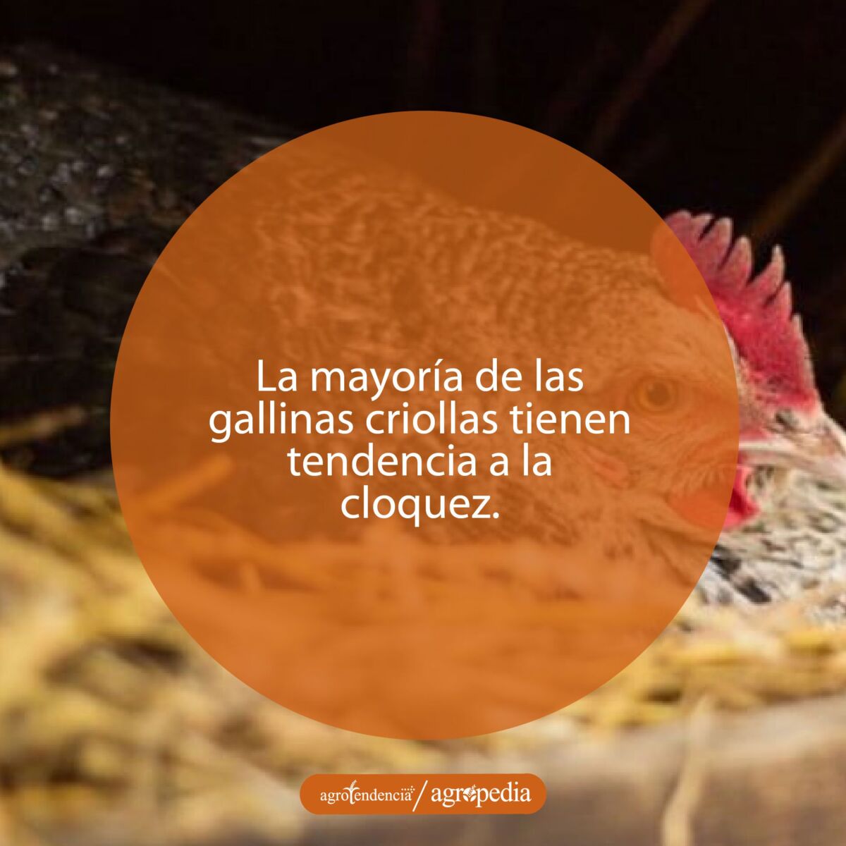 gallina de cabeza amarilla echada