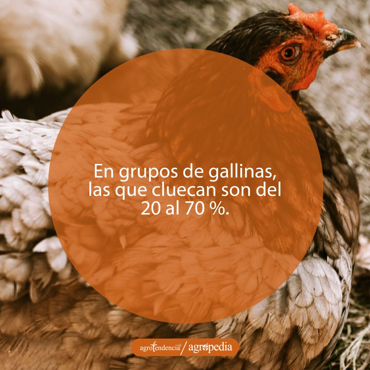 Gallina color crema con cabeza negra