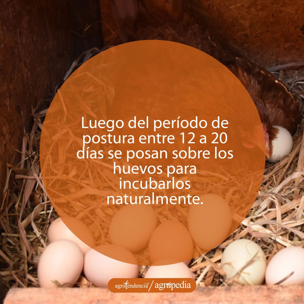 Gallina echada sobre un grupo de huevos