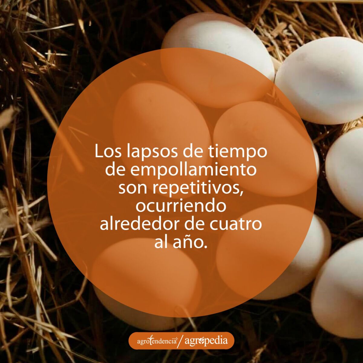 grupo de huevos color blanco