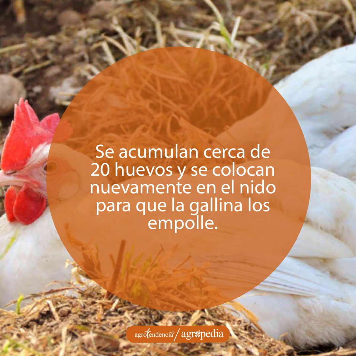 Una gallina blanca echada