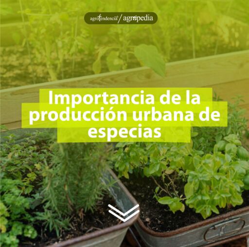 Dos recipientes reciclados sembrados con especias, Agropedia