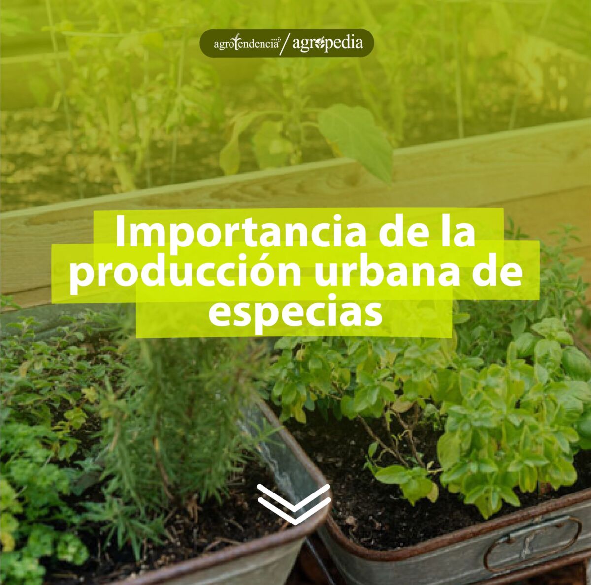 Dos recipientes reciclados sembrados con especias, Agropedia