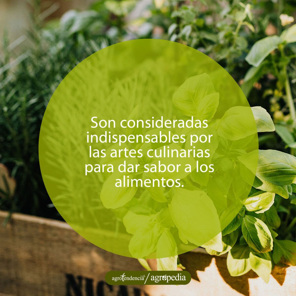 caja de madera sembrada de diferentes especias, Agropedia