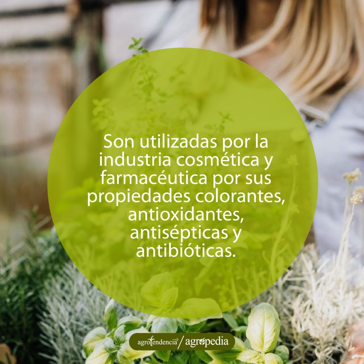 mujer sosteniendo diferentes especias, Agropedia