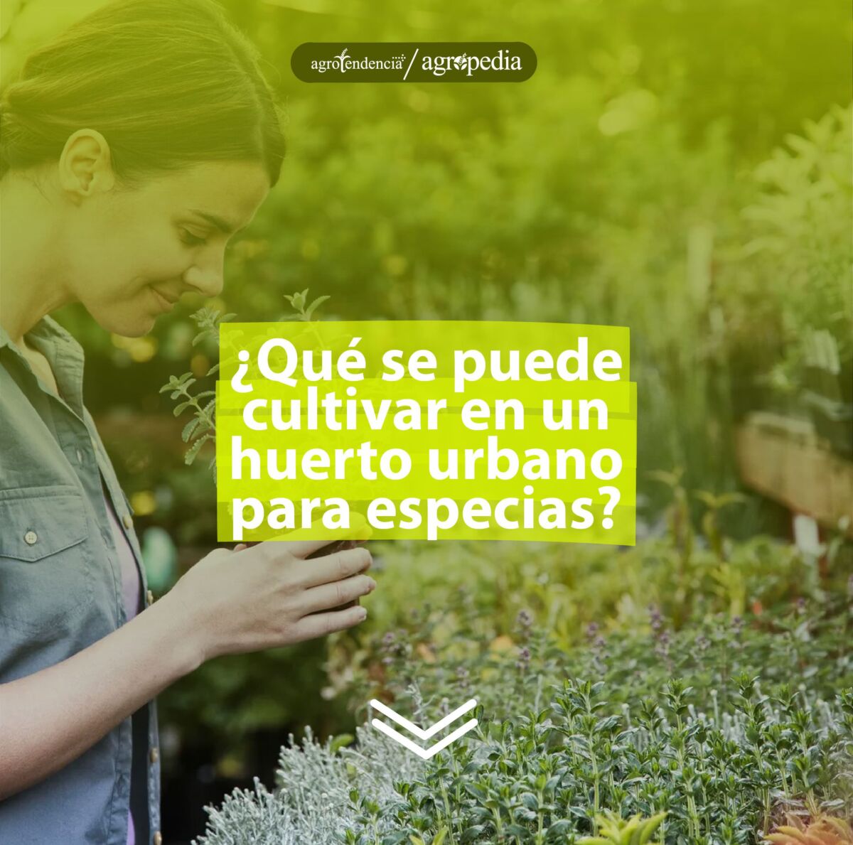 mujer observando un cultivo de especias, Agropedia