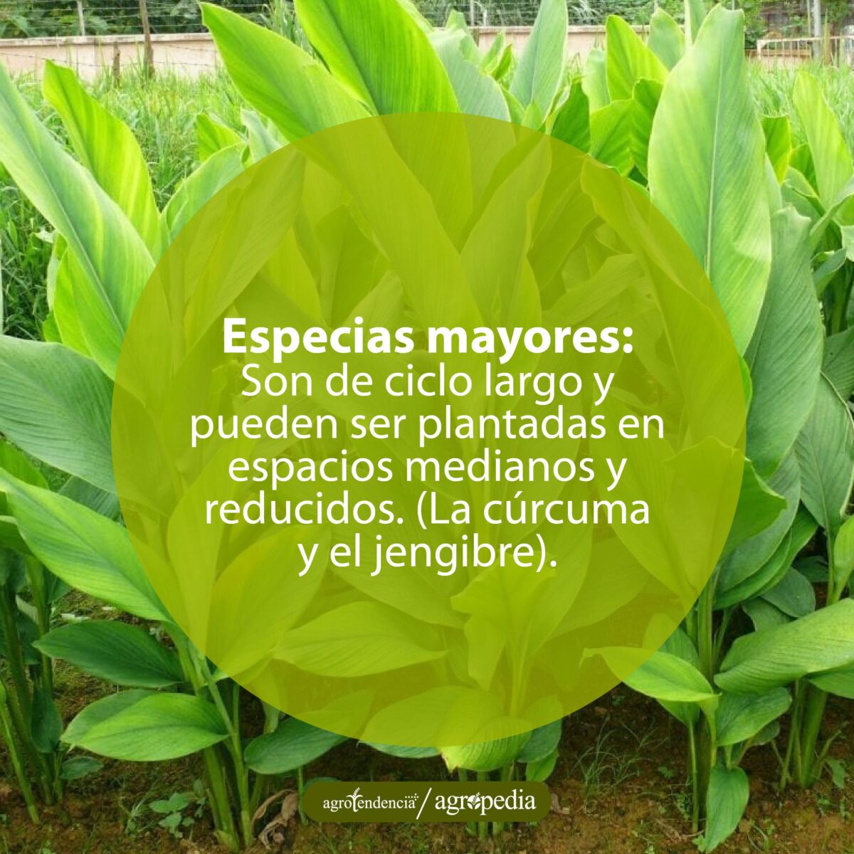 cultivo de curcuma