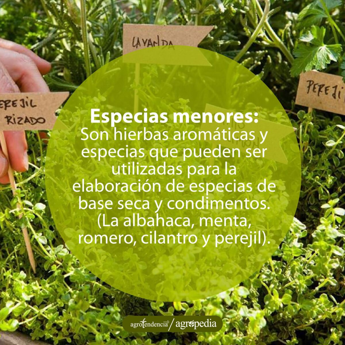 cultivos de tres diferentes especias