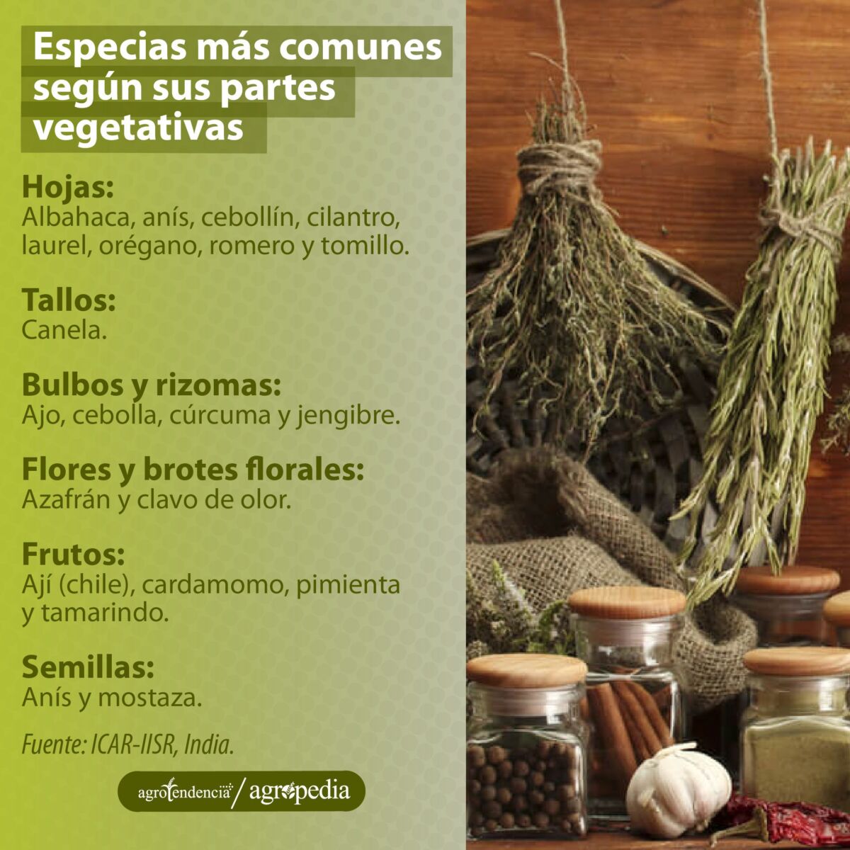 ramas secas de especias y frascos de vidrios con especias, Agropedia