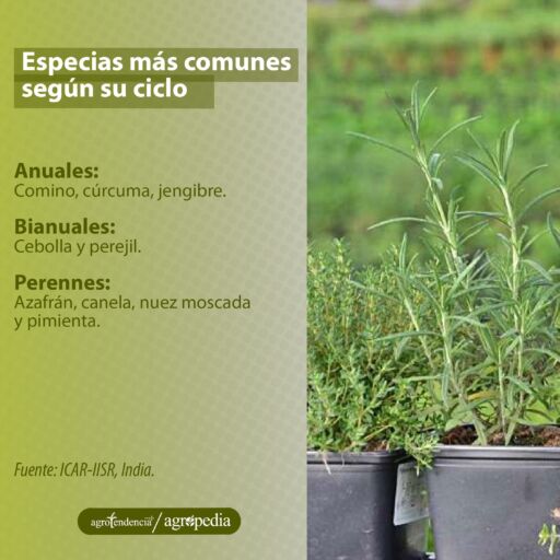 dos macetas con especias (romero y oregano), Agropedia