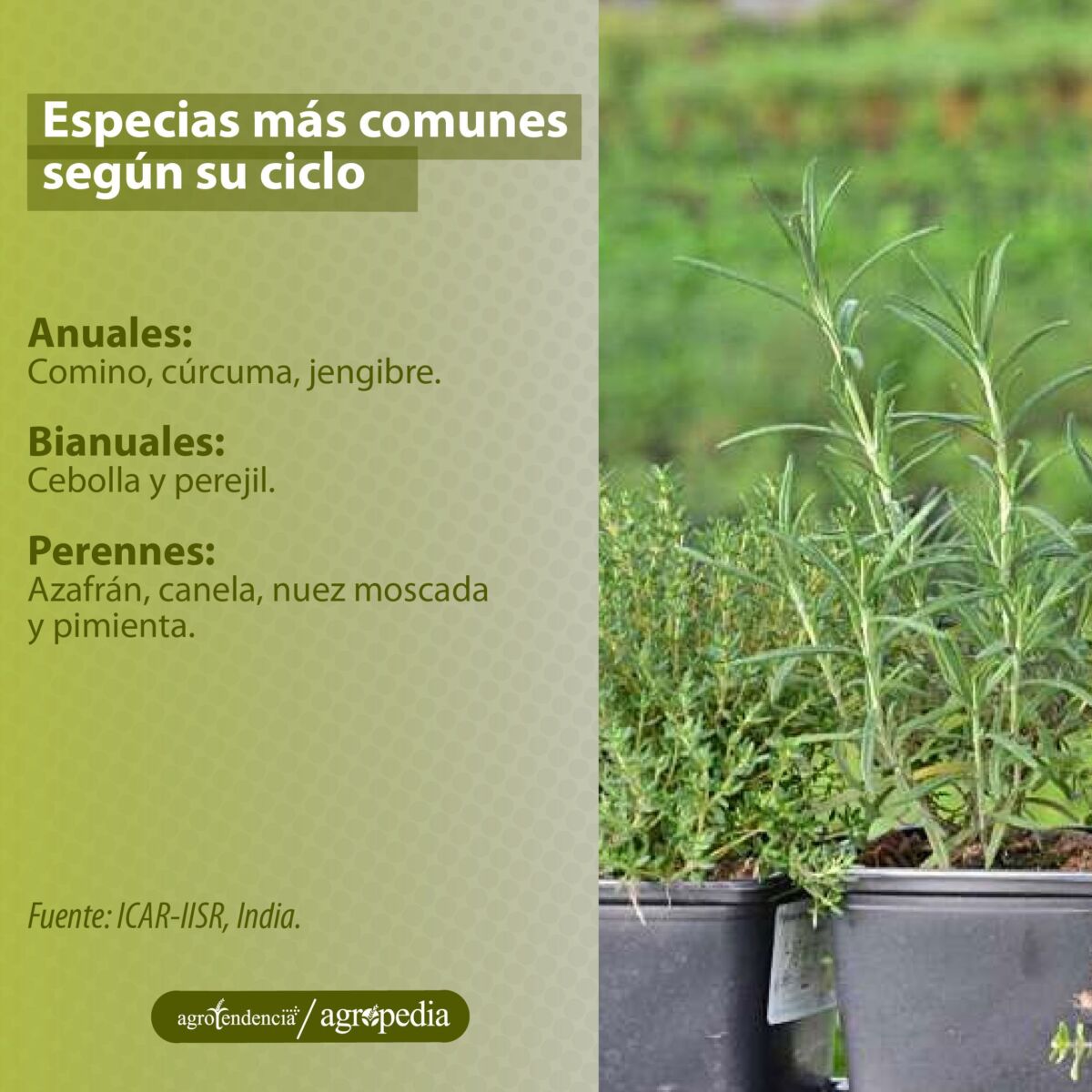 dos macetas con especias (romero y oregano), Agropedia