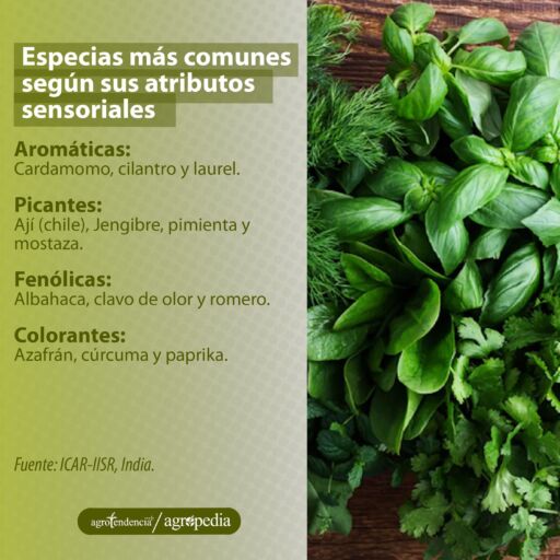 ramas de especias (Cilantro y albahaca), Agropedia