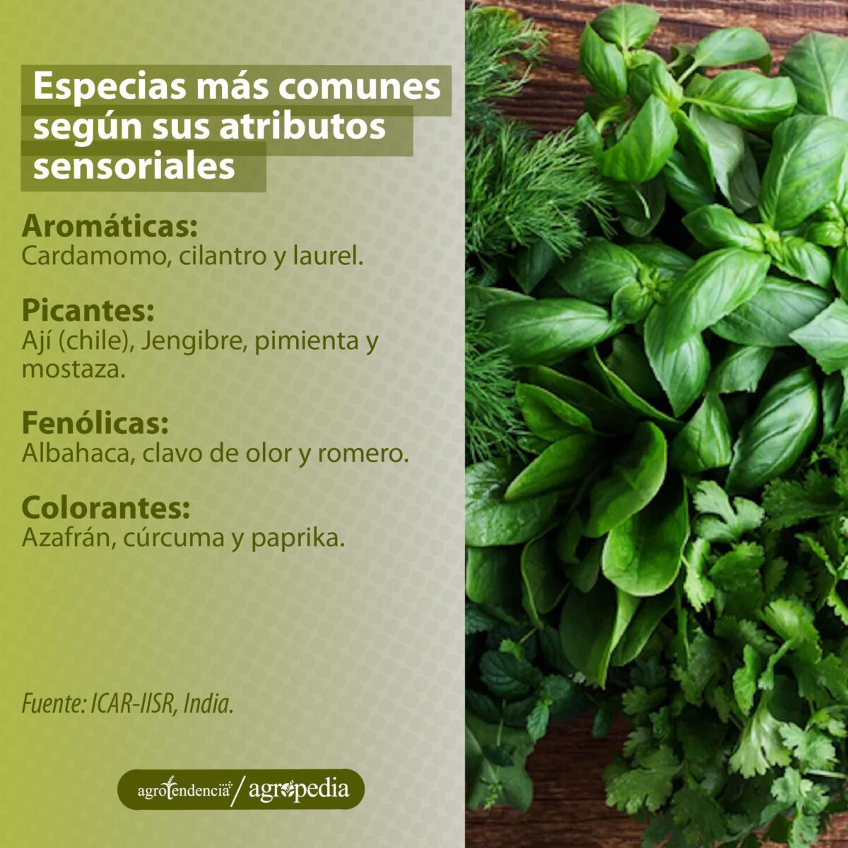 ramas de especias (Cilantro y albahaca), Agropedia